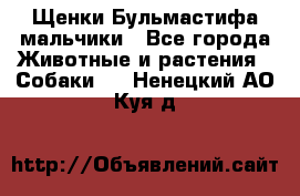 Щенки Бульмастифа мальчики - Все города Животные и растения » Собаки   . Ненецкий АО,Куя д.